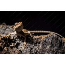 Pogona vitticeps - Dragón barbudo hypo